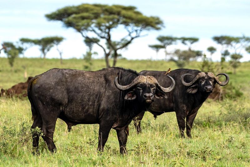 Cape Buffalo