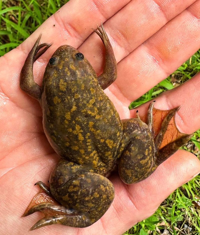 Captive-Bred Amphibians (e.g., African Clawed Frogs)