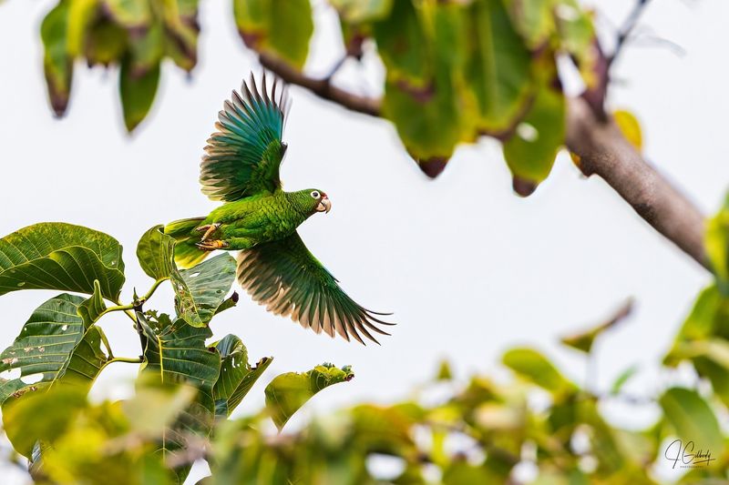 Captive-Bred Parrots