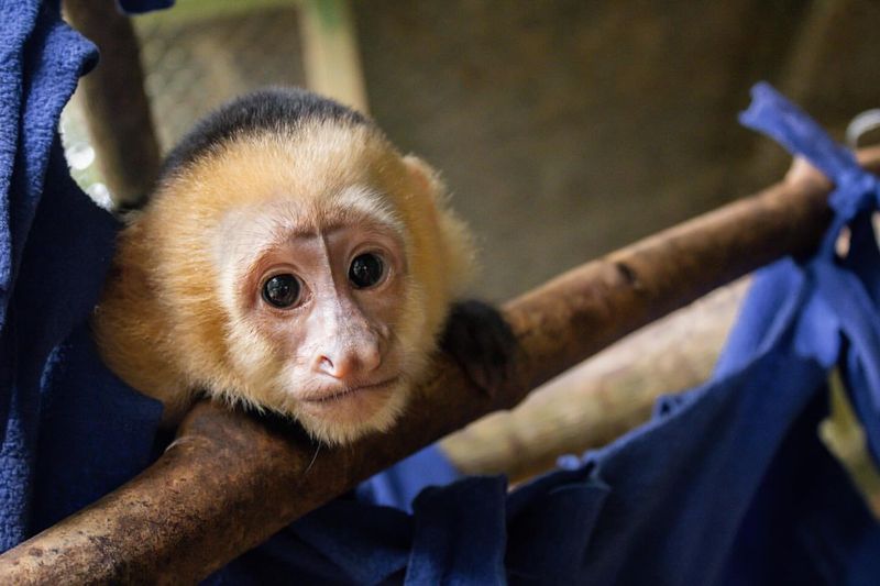 Captive-Bred Primates (e.g., Marmosets, Capuchins)