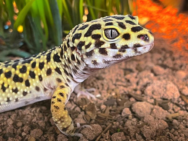 Captive-Bred Reptiles (e.g., Bearded Dragons, Leopard Geckos)