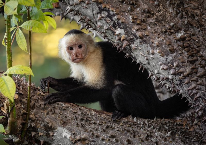 Capuchin Monkey