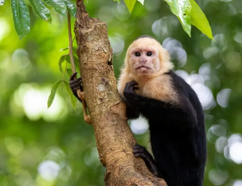 Capuchin Monkey