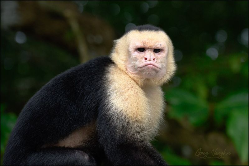 Capuchin Monkey