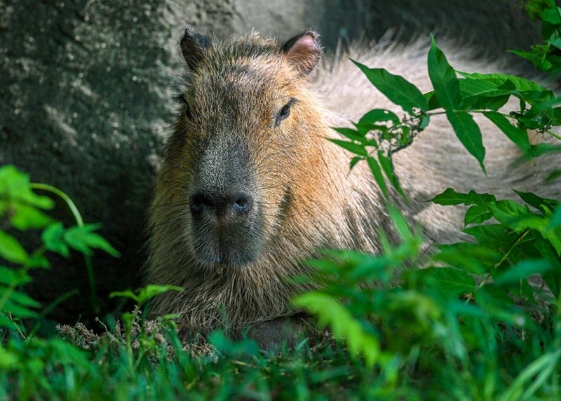 Capybara