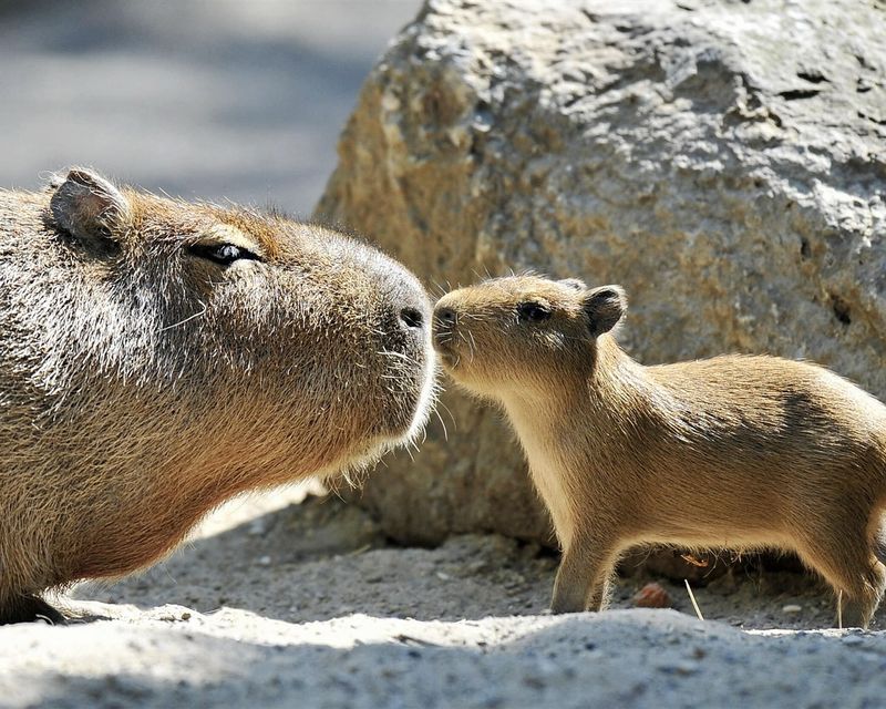 Capybara