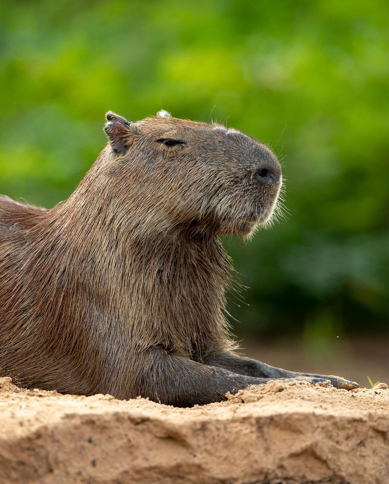 Capybara