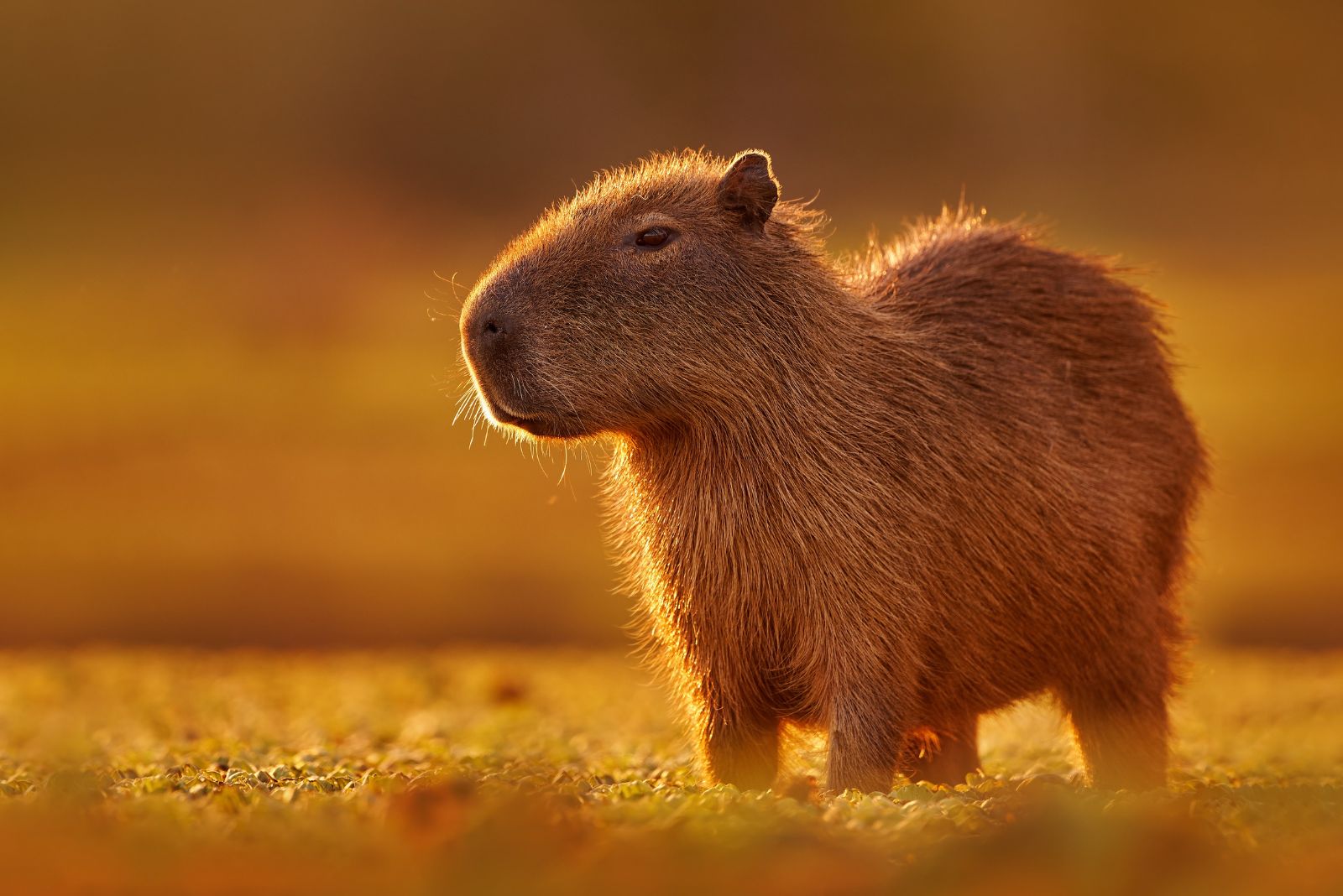 Capybara