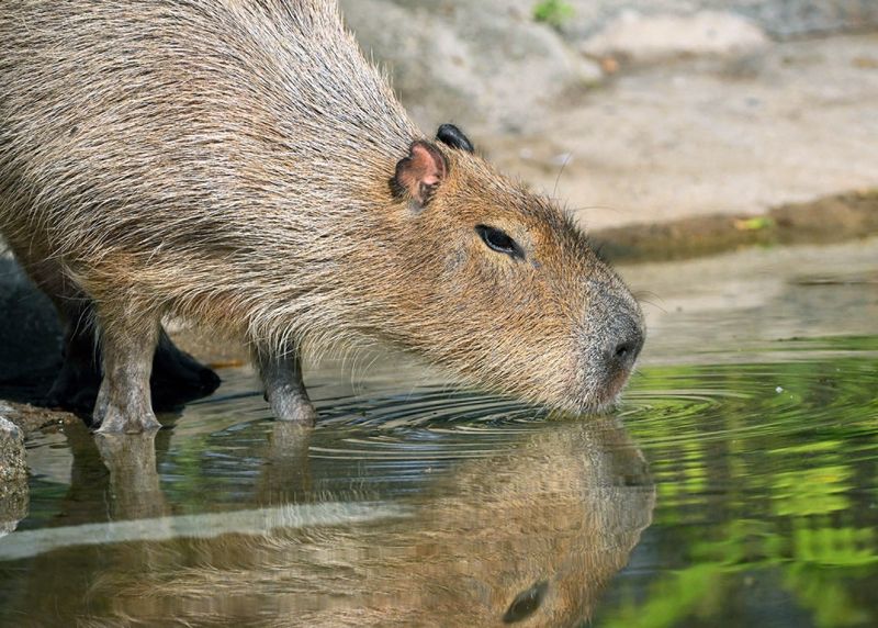 Capybaras