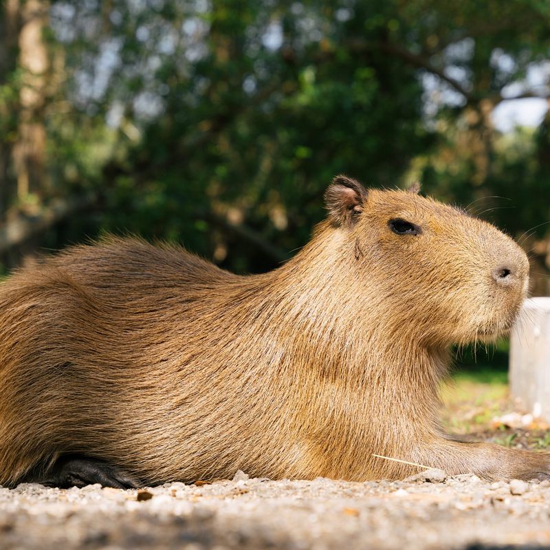 Capybaras