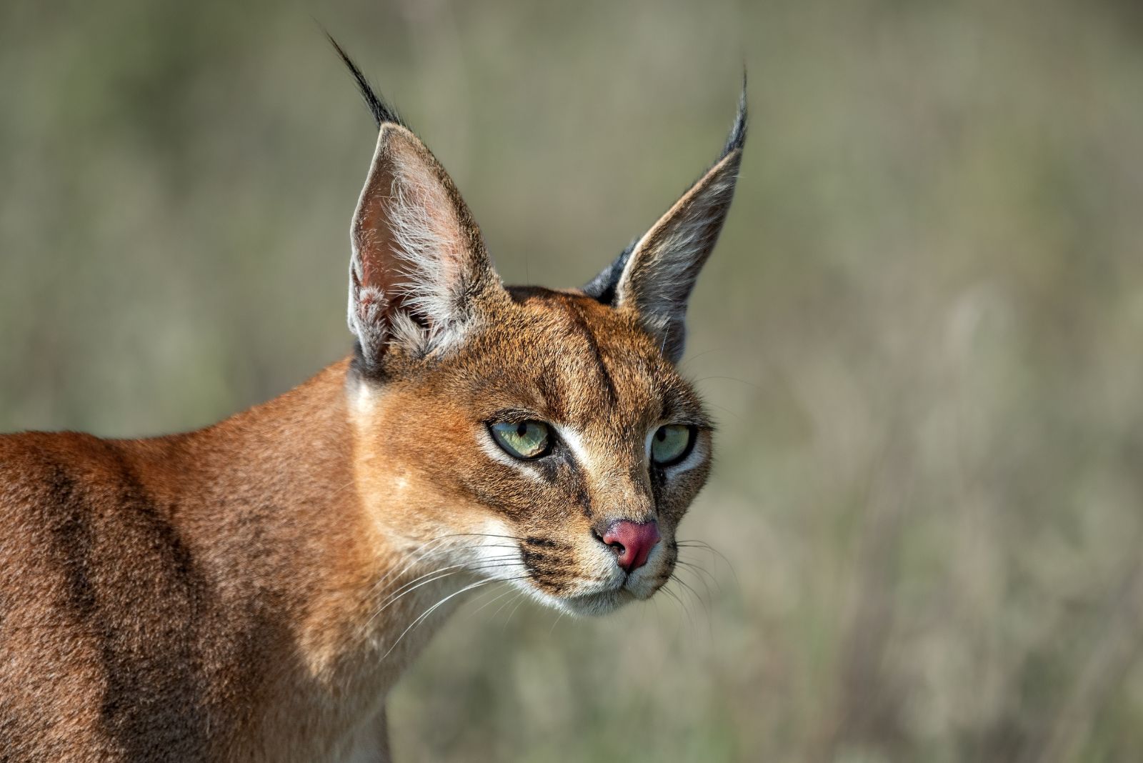 Caracal