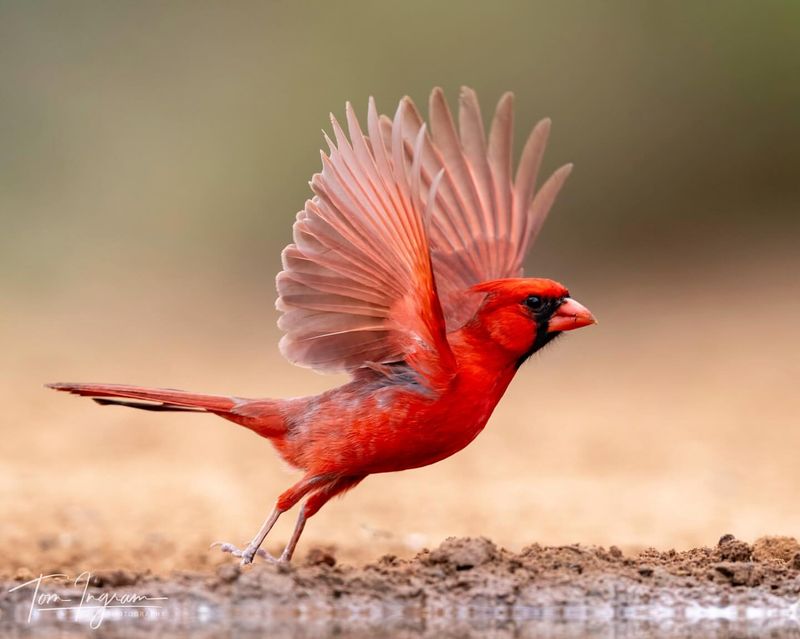 Cardinal