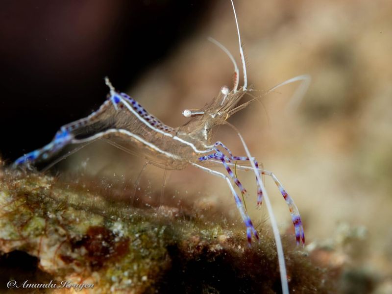 Caribbean Cleaner Shrimp