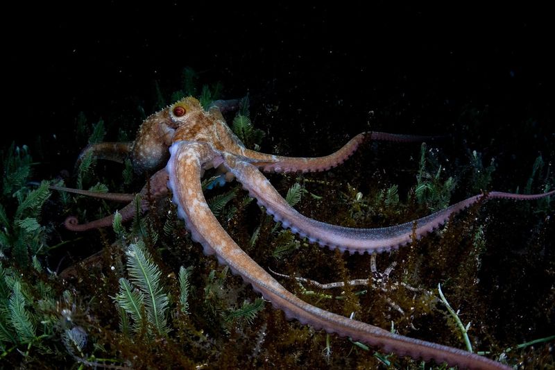 Caribbean Octopus