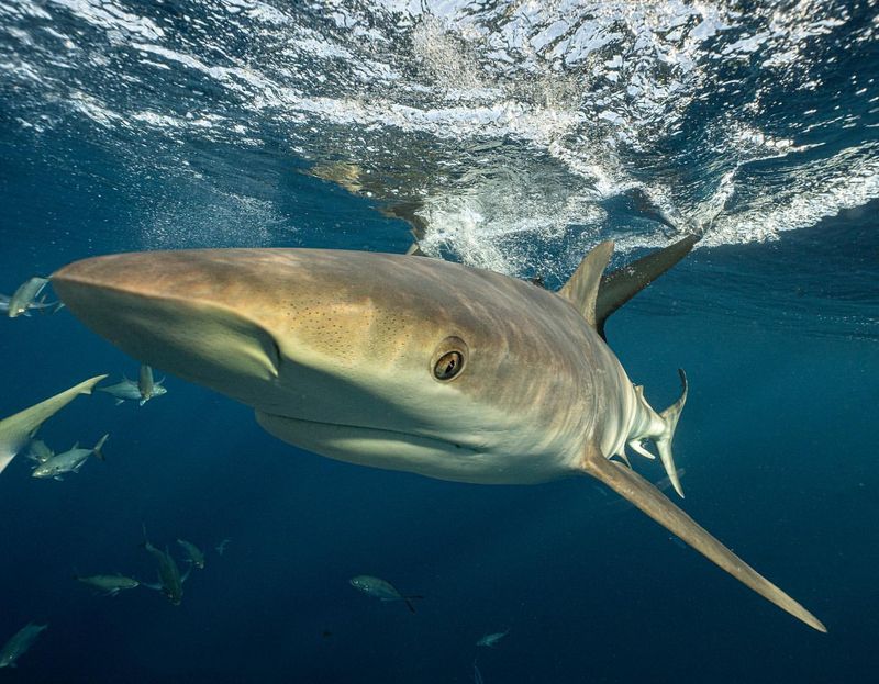 Caribbean Reef Shark