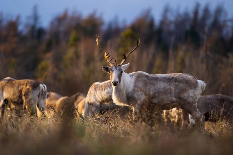 Caribou