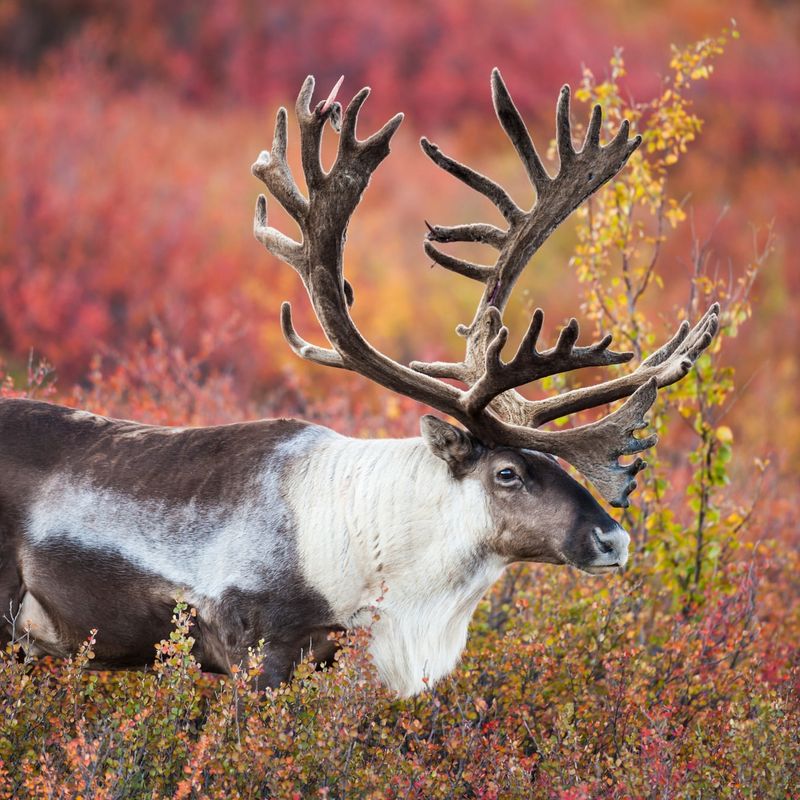 Caribou