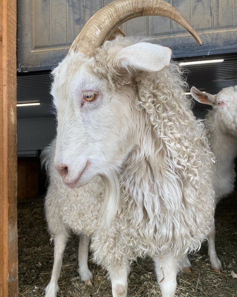 Cashmere Goat