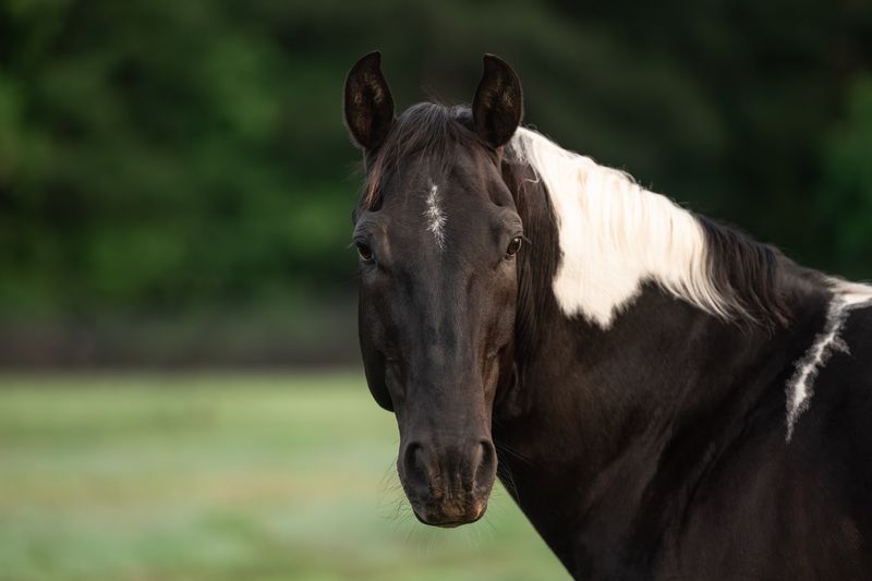 Caspian Horse