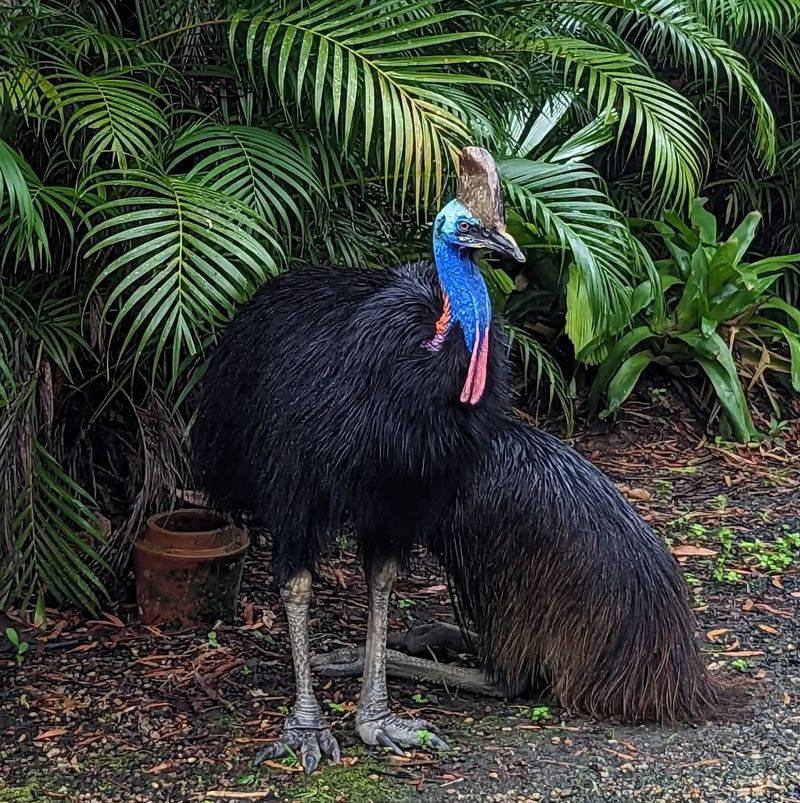 Cassowary