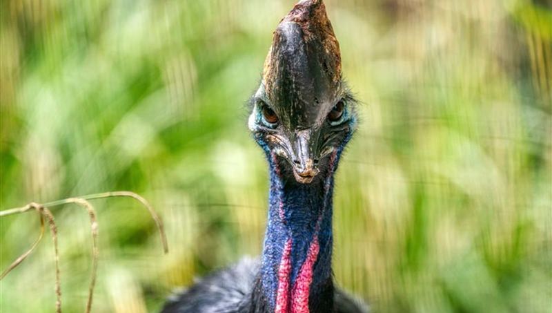 Cassowary