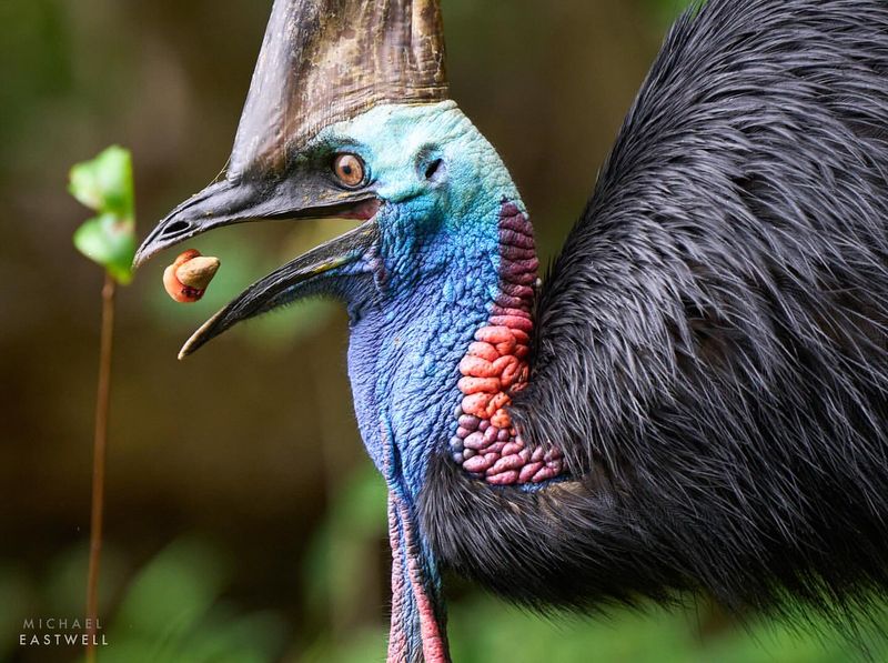 Cassowary