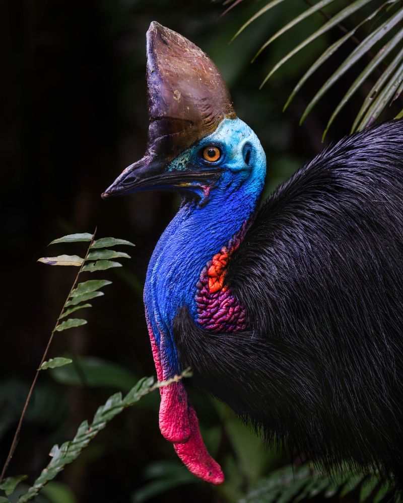 Cassowary