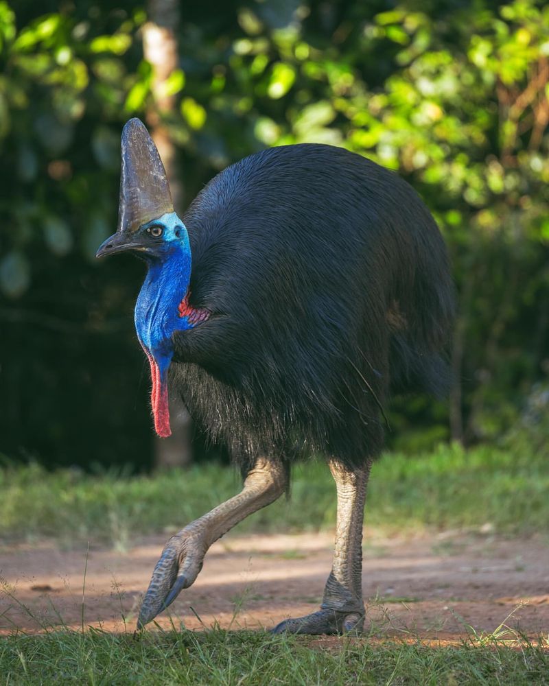 Cassowary