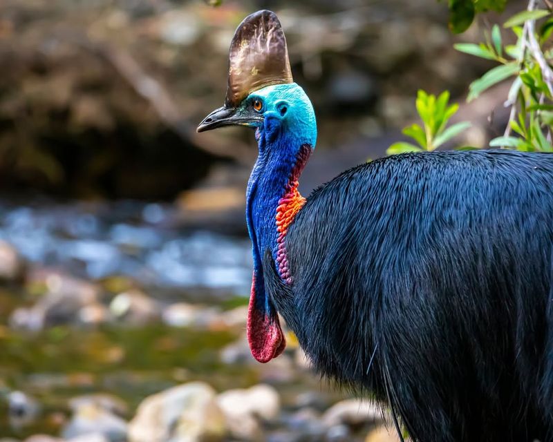 Cassowary