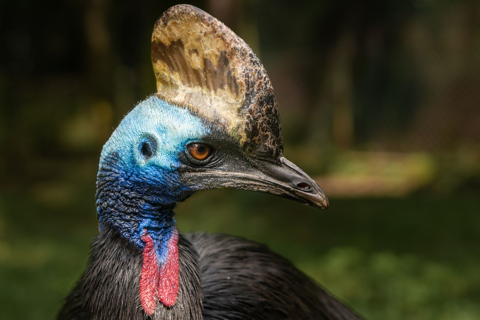 Cassowary