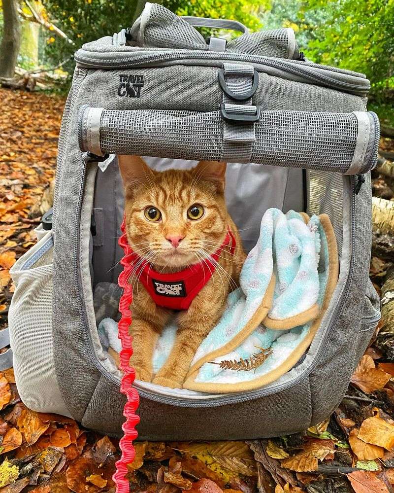 Cat Backpack Carrier