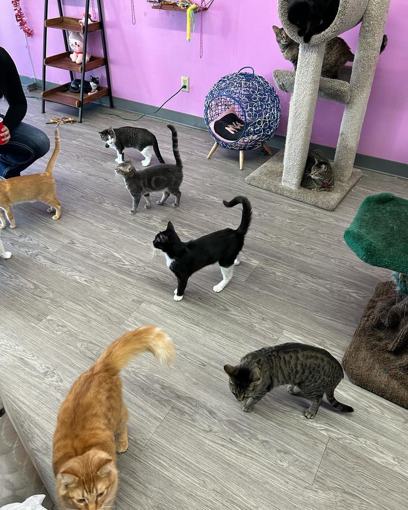 Cat Cafe Visits