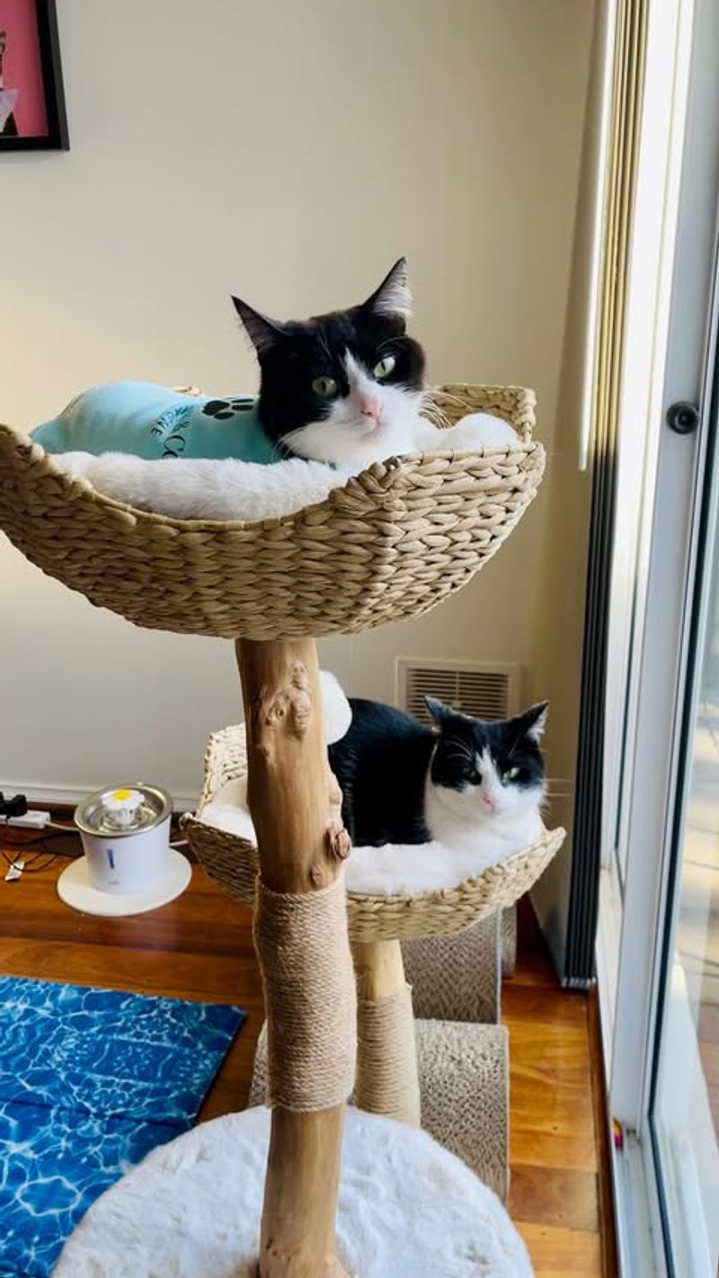 Cat Climbing Trees