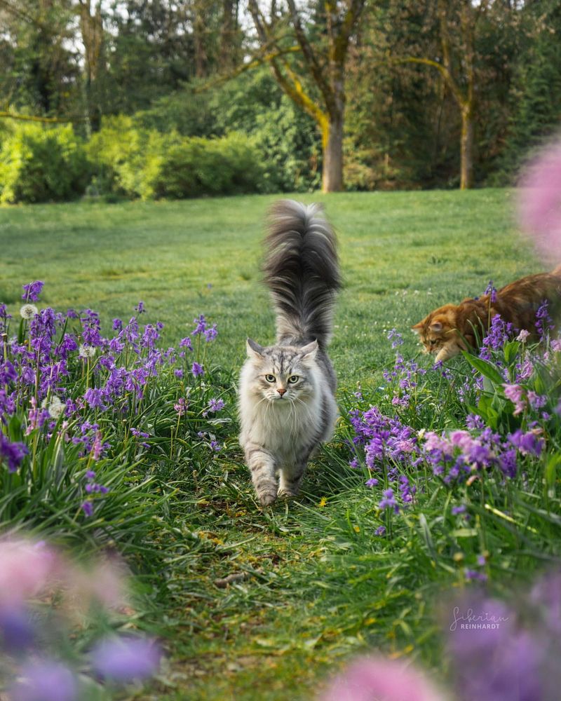 Cat-Friendly Garden