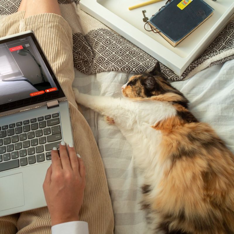 Cat-Friendly Technology