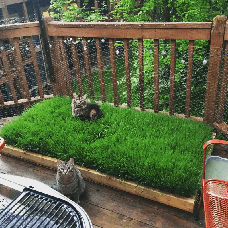 Cat Grass Gardens