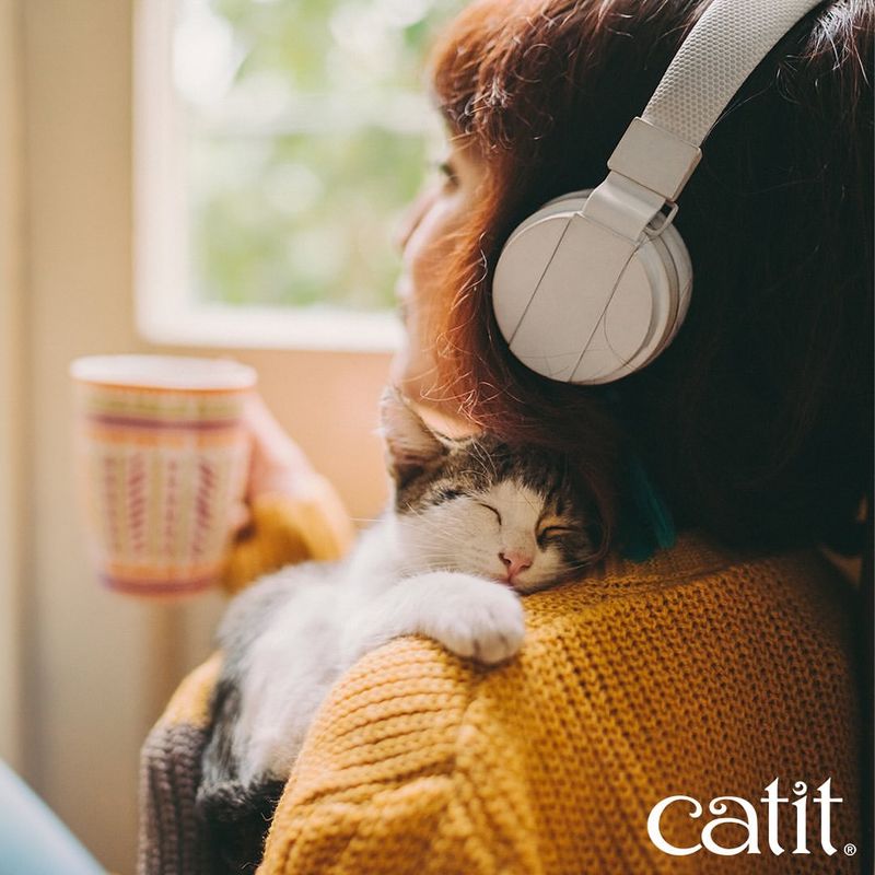 Cat Music Playlists