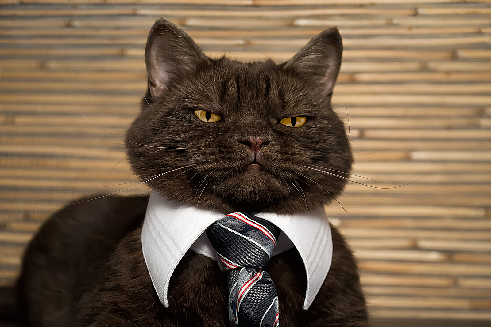 cat with tie