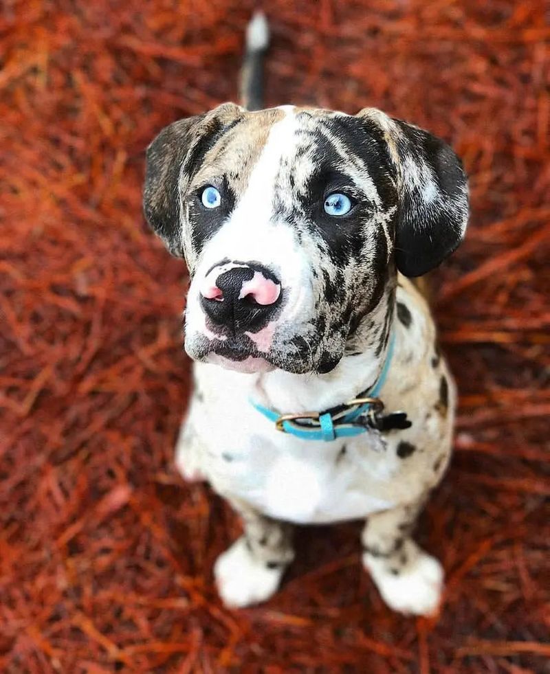 Catahoula Leopard Dog