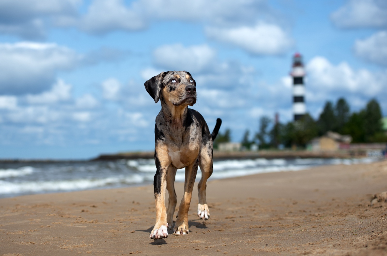 Catahoula Leopard Dog