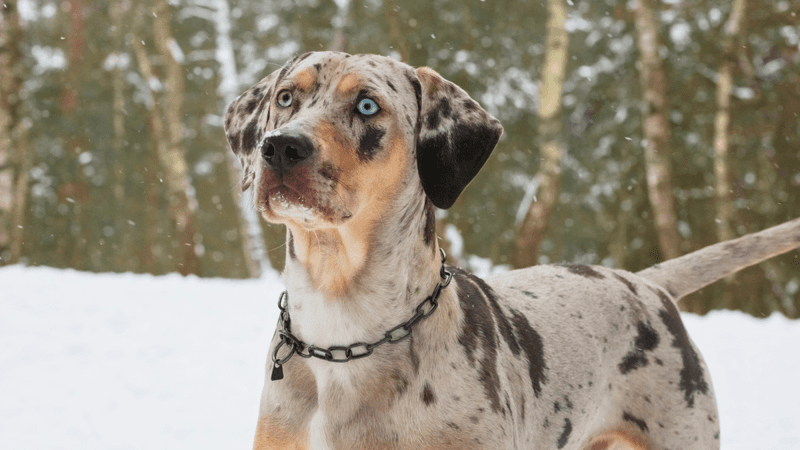 Catahoula Leopard Dog