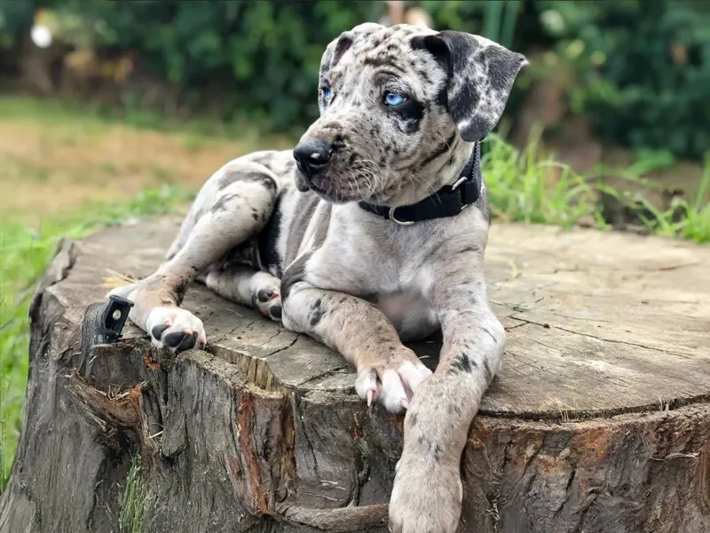 Catahoula Leopard Dog