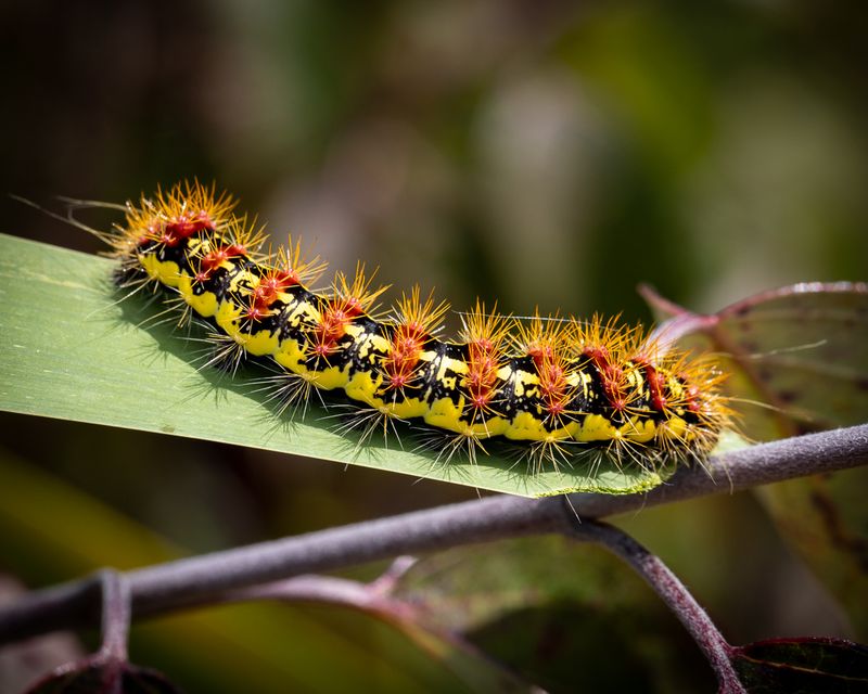 Caterpillar