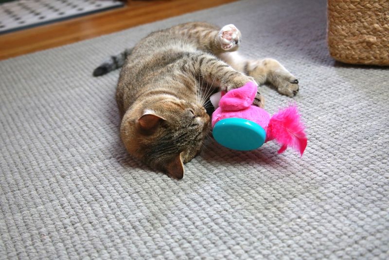 Catnip Toys and Products