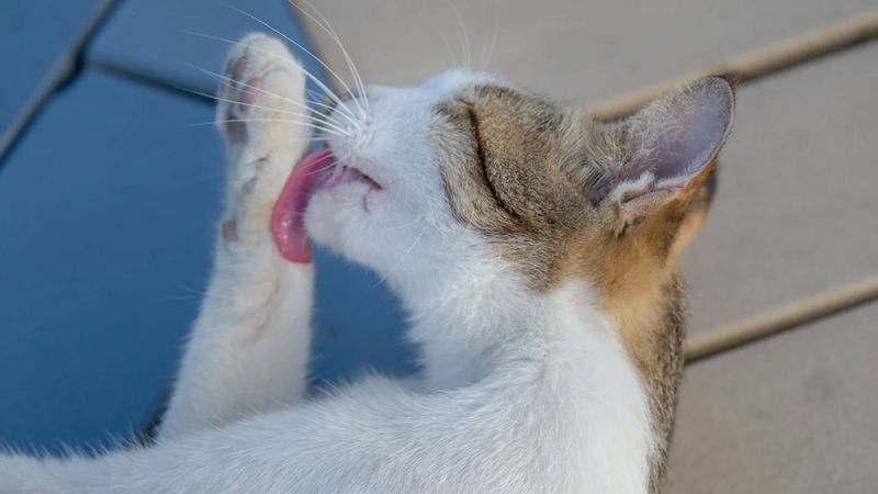 Cats Are Clean Enough Without Baths