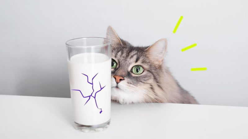 Cats Can Drink Milk