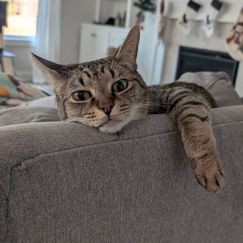 Cats Destroy Furniture Out of Spite