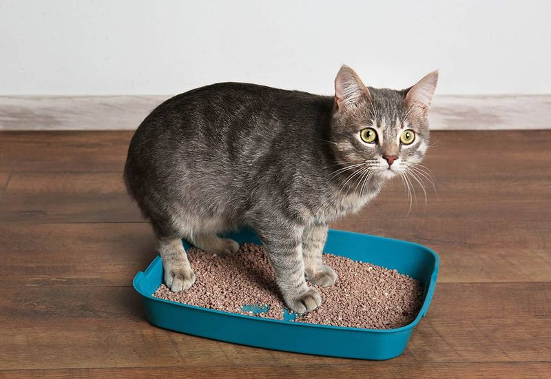 Cats Don't Mind Litter Box Size