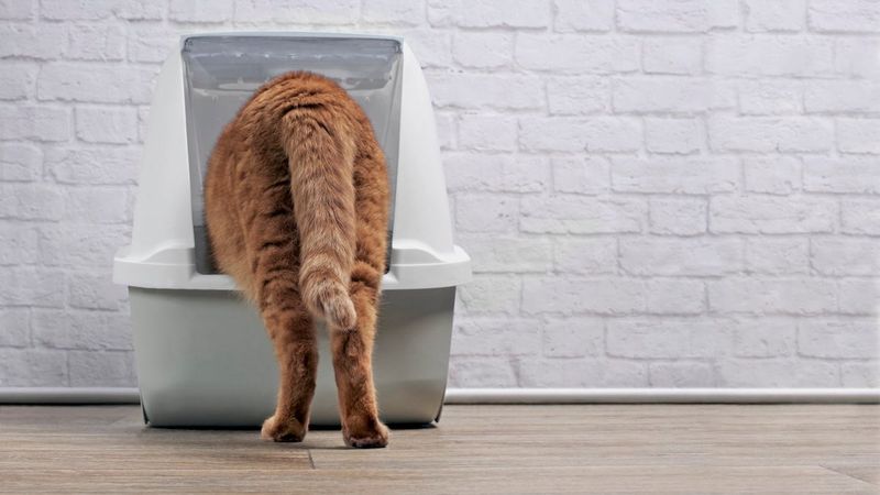 Cats Don't Notice Litter Box Location