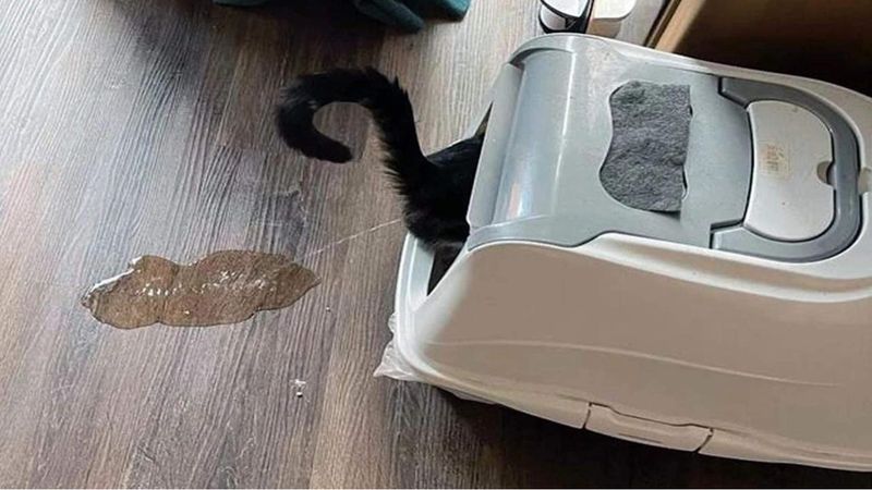 Cats Don't Need Litter Box Changes